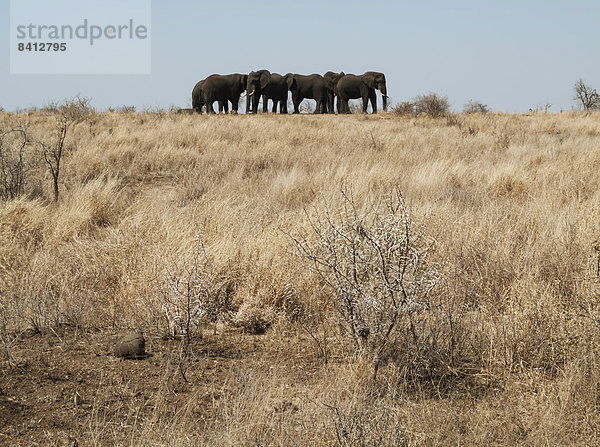 Afrikanische Elefanten (Loxodonta africana)  Herde in trockener Umgebung am Ende der Trockenzeit  Krüger Nationalpark  Südafrika