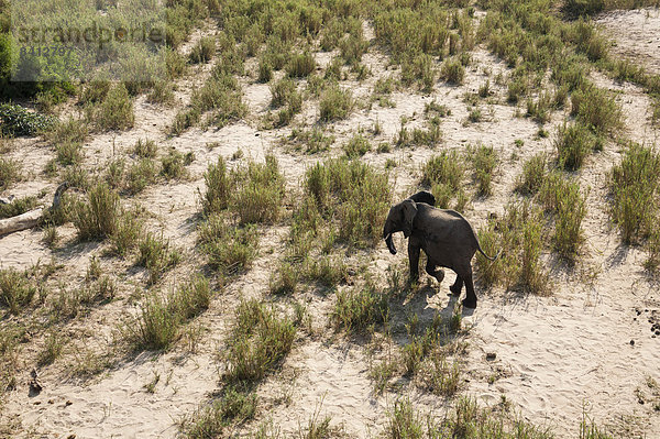 Afrikanischer Elefant (Loxodonta africana)  Bulle  Krüger Nationalpark  Südafrika