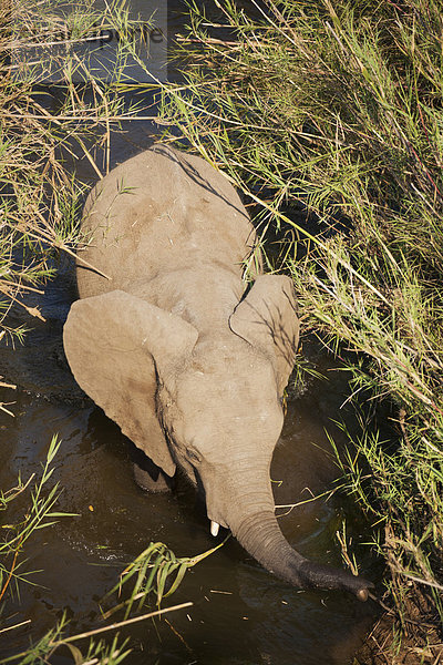 Afrikanischer Elefant (Loxodonta africana) watet zwischen Schilfrohr (Phragmites australis) durchs Wasser  Krüger Nationalpark  Südafrika