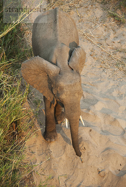 Afrikanischer Elefant (Loxodonta africana)  geht auf sandigem Boden  Krüger Nationalpark  Südafrika