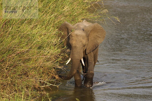 Afrikanischer Elefant (Loxodonta africana) watet neben Schilfrohr (Phragmites australis) im Olifants River  Krüger Nationalpark  Südafrika