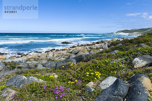Küstenlinie mit Wildblumen  Cape of Good Hope Nature Reserve  Westkap  Republik Südafrika