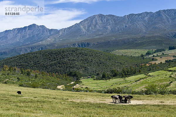 Kommerzielle Straußenfarm  Swartberge  Oudtshoorn  Westkap  Südafrika