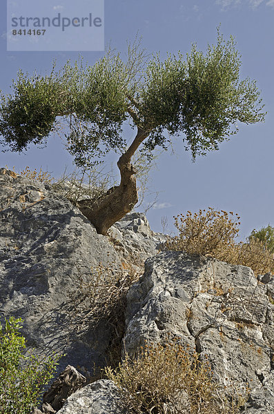 Felsen mit Olivenbaum  Kreta  Griechenland