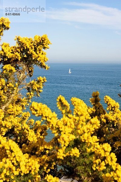 Blick auf Meer und gelben Ginsterbusch  Poole  Dorset  UK