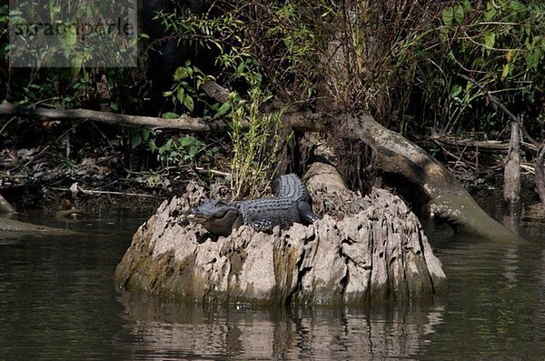 Alligator auf Sumpfbaumstumpf bei New Orleans  Louisiana  USA
