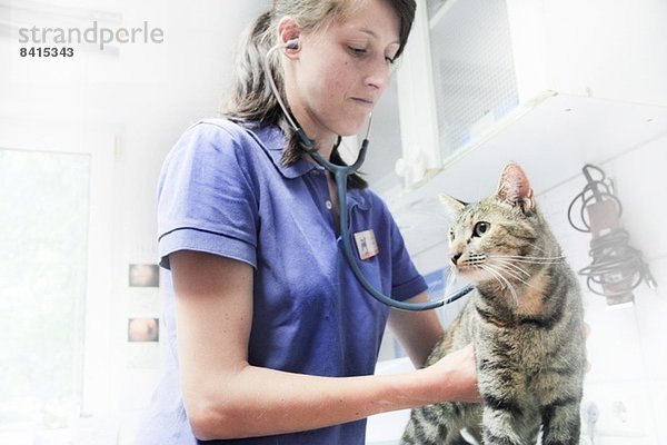 Tierarzt mit Stethoskop an der Katze