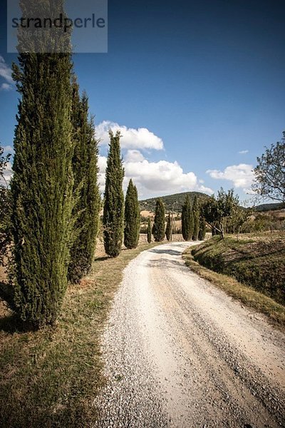 Landstraße und Zypressen  Siena  Valle Orcia  Toskana  Italien