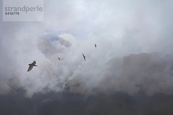 Schwalben fliegen über Berggipfel  Machu Picchu  Peru