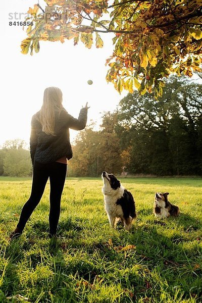 Teenagermädchen beim Ballspielen mit Hunden  Norfolk  UK