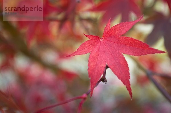 Nahaufnahme des asiatischen Ahornblattes im Herbst