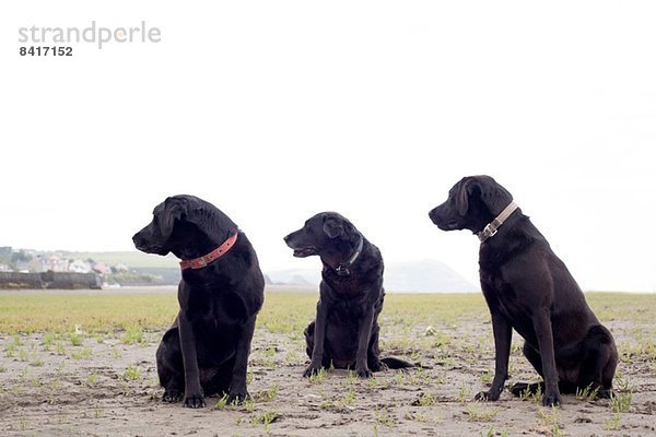 Porträt von drei schwarzen Labradoren  die in die gleiche Richtung blicken.