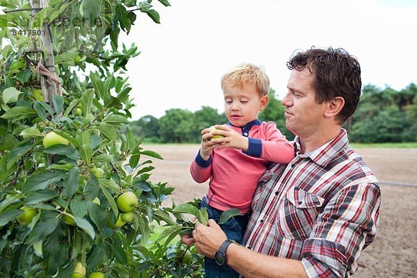 Bauer und Sohn pflücken Äpfel vom Baum im Obstgarten