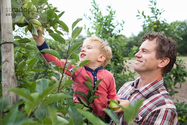 Bauer und Sohn pflücken Äpfel vom Baum im Obstgarten