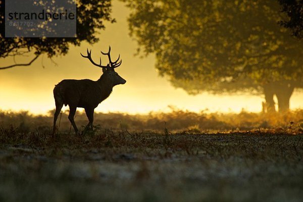 Silhouette des Hirsches im Morgengrauen