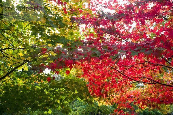 Grüne und rote Blätter an Bäumen