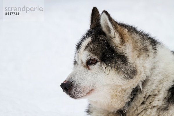 Kopfschuss von Husky im Schnee  Lappland  Schweden