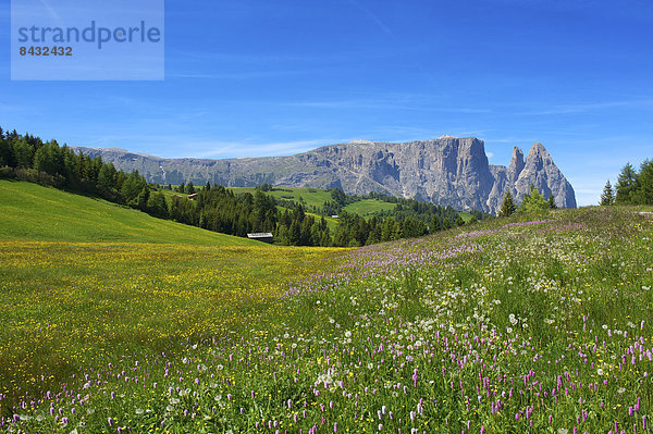 Blumenwiese  Außenaufnahme  Landschaftlich schön  landschaftlich reizvoll  Europa  Berg  Tag  Blume  Natur  Dolomiten  Trentino Südtirol  Italien  Berglandschaft