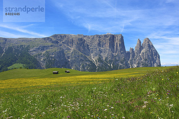 Blumenwiese  Außenaufnahme  Landschaftlich schön  landschaftlich reizvoll  Hütte  Europa  Berg  Tag  Blume  Natur  Dolomiten  Trentino Südtirol  Italien  Berglandschaft