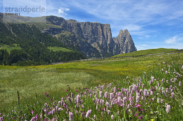 Blumenwiese  Außenaufnahme  Landschaftlich schön  landschaftlich reizvoll  Europa  Berg  Tag  Blume  Natur  Dolomiten  Trentino Südtirol  Italien  Berglandschaft