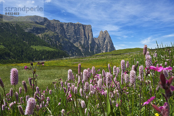 Blumenwiese  Außenaufnahme  Landschaftlich schön  landschaftlich reizvoll  Europa  Berg  Tag  Blume  Natur  Dolomiten  Trentino Südtirol  Italien  Berglandschaft