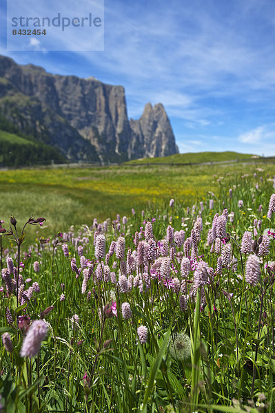 Blumenwiese  Außenaufnahme  Landschaftlich schön  landschaftlich reizvoll  Europa  Berg  Tag  Blume  Natur  Dolomiten  Trentino Südtirol  Italien  Berglandschaft