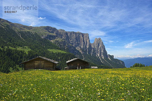Blumenwiese  Außenaufnahme  Landschaftlich schön  landschaftlich reizvoll  Hütte  Europa  Berg  Tag  Blume  Natur  Dolomiten  Trentino Südtirol  Italien  Berglandschaft