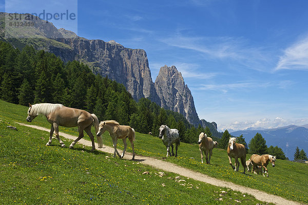 Außenaufnahme  Landschaftlich schön  landschaftlich reizvoll  Europa  Berg  Tag  Tier  Pferd  Equus caballus  Natur  Dolomiten  Trentino Südtirol  Italien  Berglandschaft