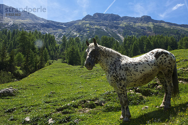 Außenaufnahme  Europa  Tag  Tier  Pferd  Equus caballus  Trentino Südtirol  Italien