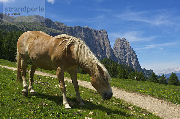 Außenaufnahme  Landschaftlich schön  landschaftlich reizvoll  Europa  Berg  Tag  Tier  Pferd  Equus caballus  Natur  Dolomiten  Trentino Südtirol  Italien  Berglandschaft