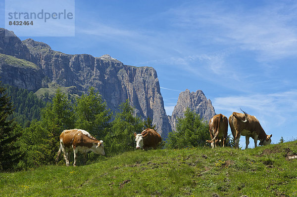 Hausrind  Hausrinder  Kuh  Außenaufnahme  Landschaftlich schön  landschaftlich reizvoll  Europa  Berg  Tag  Tier  Landwirtschaft  Natur  Rind  Dolomiten  Wildtier  Trentino Südtirol  Italien  Berglandschaft