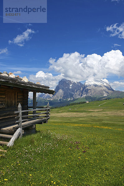 Blumenwiese  Außenaufnahme  Landschaftlich schön  landschaftlich reizvoll  Hütte  Europa  Berg  Tag  Blume  Natur  Dolomiten  Trentino Südtirol  Italien  Berglandschaft