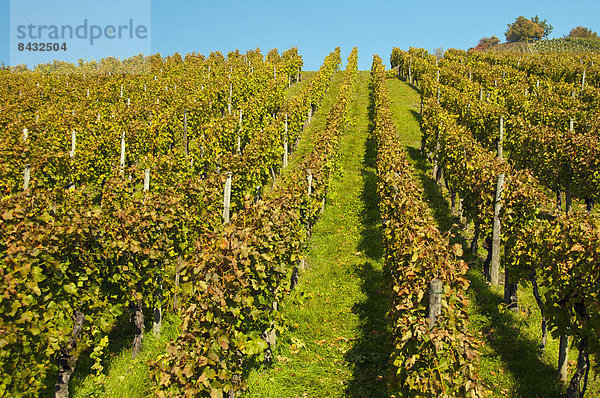 Europa  Wein  Weintraube  Weinberg  Baden-Württemberg  Deutschland  Stuttgart