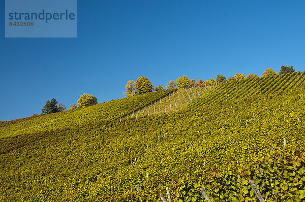 Europa  Wein  Weintraube  Weinberg  Baden-Württemberg  Deutschland  Stuttgart