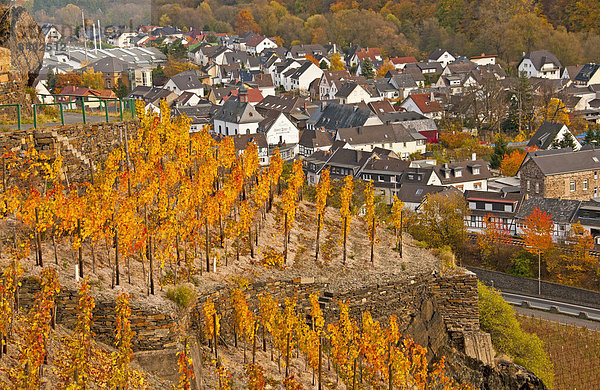 Europa  Wein  Rotwein  Weintraube  Herbst  Weinberg  Ahrtal  Eifel  Deutschland  Mayschoß  Rheinland-Pfalz