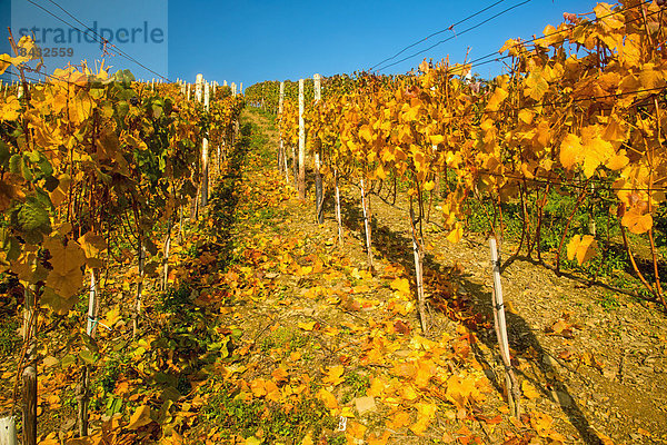 Landschaftlich schön landschaftlich reizvoll Europa Wein Landwirtschaft Natur Rotwein Weintraube Herbst anbauen Weinberg Kletterpflanze Plumpsklo Reben Ahrtal Eifel Deutschland Rheinland-Pfalz