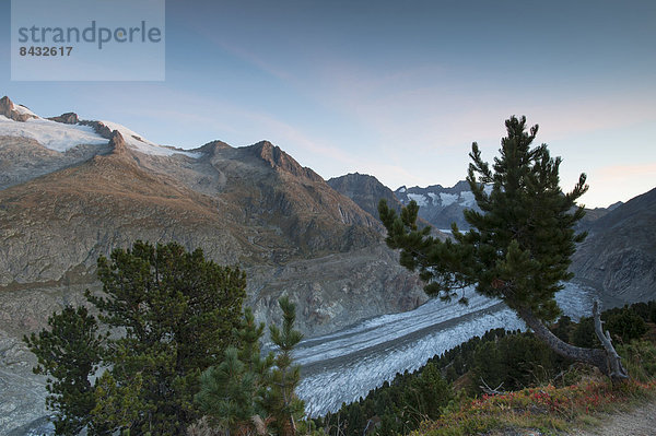 Zirbelkiefer  Pinus cembra  hoch  oben  Kälte  Nadelbaum  Europa  Berg  Baum  Morgendämmerung  Eis  groß  großes  großer  große  großen  Gletscher  Alpen  blau  Abenddämmerung  Geißhorn  Gross Wannenhorn  Schweiz  Dämmerung