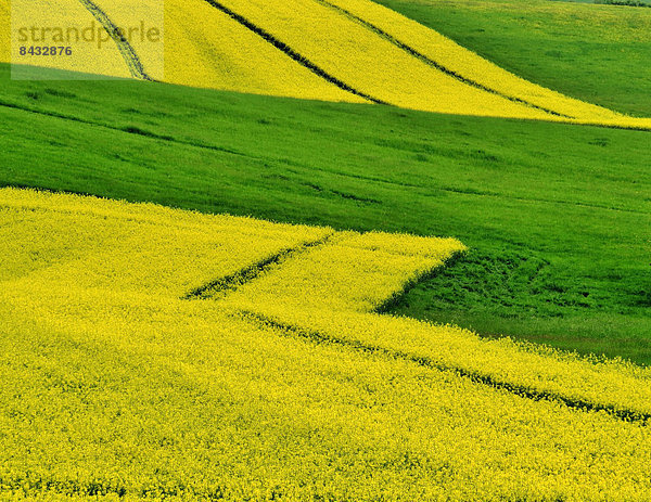 blühen  Sommer  gelb  Landwirtschaft  Feld  Wiese  Rapsfeld