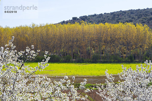 Kirschblüte  Wasser  Europa  Landschaft  Blume  Ruhe  Baum  Kontrast  Rasen  Schatten  Teich  Landwirtschaft  Reise  bunt  Natur  Fluss  blühen  Gras  Geographie  Pappel  Spanien  Tourismus