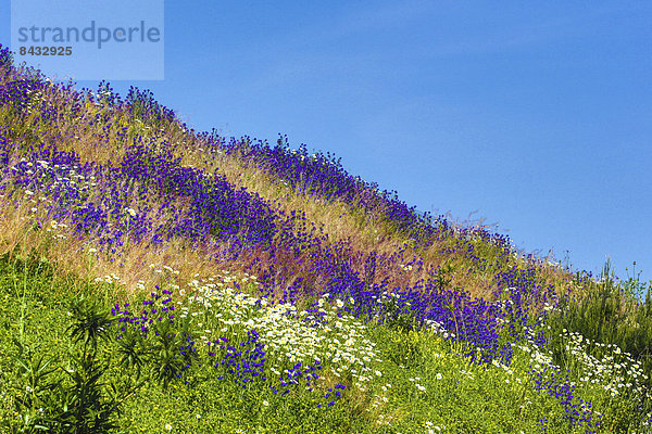 Farbaufnahme  Farbe  Helligkeit  Europa  Lifestyle  Blume  Kontrast  Landschaft  Hügel  bunt  Natur  blau  Geographie  Andalusien  Spanien