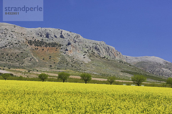 Farbaufnahme  Farbe  Europa  Landschaft  Blume  Baum  gelb  bunt  Natur  rot  Geographie  Andalusien  Almeria  Spanien  breit