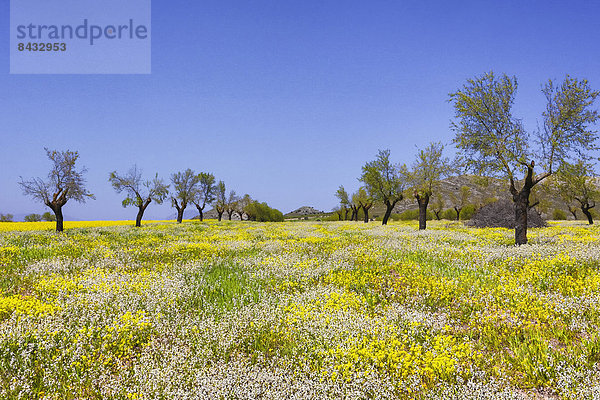Farbaufnahme  Farbe  Europa  Landschaft  Blume  Baum  gelb  bunt  Natur  Geographie  Andalusien  Almeria  Spanien  breit