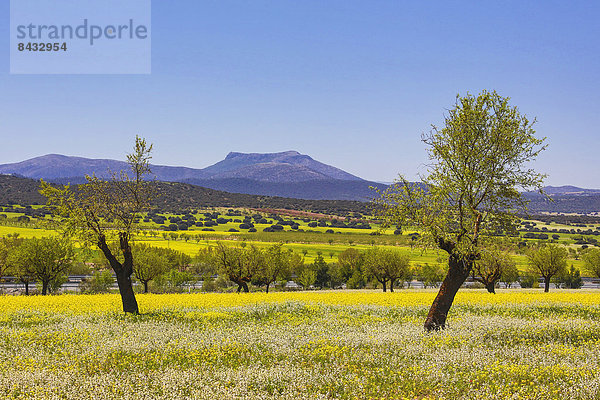 Farbaufnahme  Farbe  Europa  Landschaft  Blume  Baum  gelb  bunt  Natur  rot  Geographie  Andalusien  Almeria  Spanien  breit