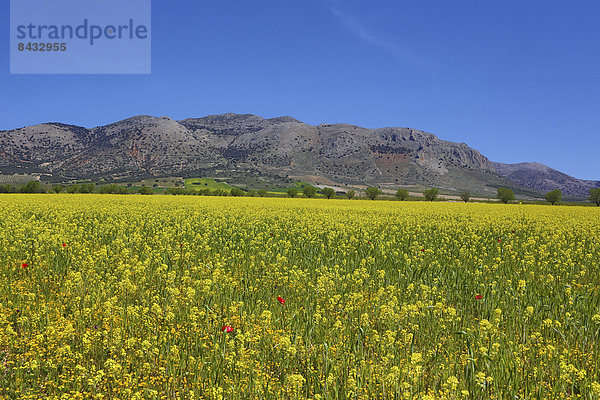 Farbaufnahme  Farbe  Europa  Landschaft  Blume  Baum  gelb  bunt  Natur  rot  Geographie  Andalusien  Almeria  Mohn  Spanien  breit