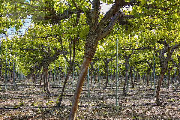 Europa  Wein  grün  Landwirtschaft  Weinberg  Murcia  Ökologie  Spanien