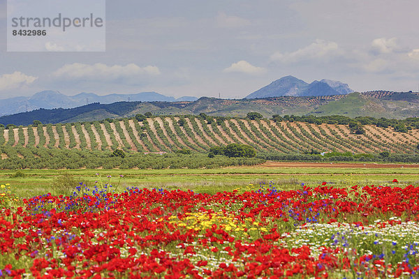 Skyline  Skylines  Farbe  Farben  Europa  Wolke  Blume  Baum  Landschaft  grün  bunt  Feld  Olive  Mohn  Geographie  Andalusien  Malaga  Spanien  breit