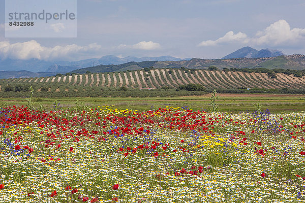 Skyline  Skylines  Farbe  Farben  Europa  Wolke  Blume  Ruhe  Baum  Landschaft  grün  bunt  Feld  Olive  Mohn  Geographie  Andalusien  Malaga  Spanien  breit