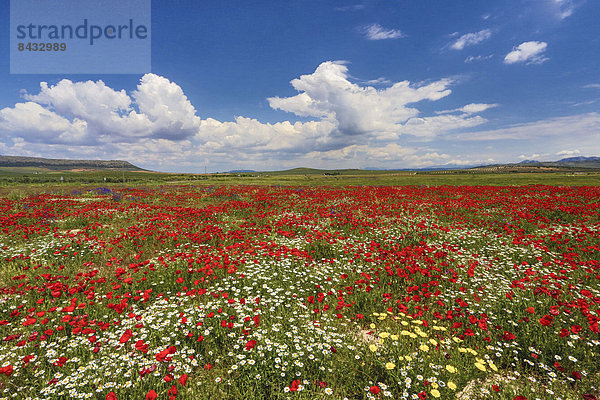 Skyline  Skylines  Farbe  Farben  Europa  Wolke  Blume  Ruhe  Landschaft  grün  bunt  Feld  Olive  Mohn  Geographie  Andalusien  Malaga  Spanien  breit