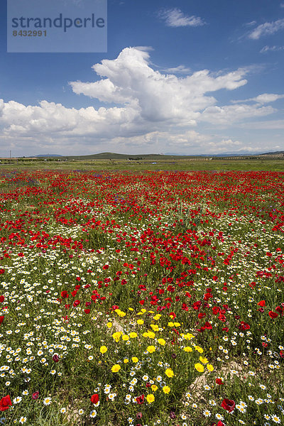 Skyline  Skylines  Farbe  Farben  Europa  Wolke  Blume  Ruhe  Landschaft  grün  bunt  Feld  Olive  Mohn  Geographie  Andalusien  Malaga  Spanien  breit