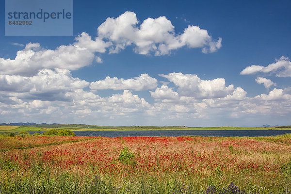 Skyline  Skylines  Farbe  Farben  Europa  Wolke  Blume  Ruhe  Landschaft  grün  See  bunt  Feld  Olive  Mohn  Geographie  Andalusien  Malaga  Spanien  breit